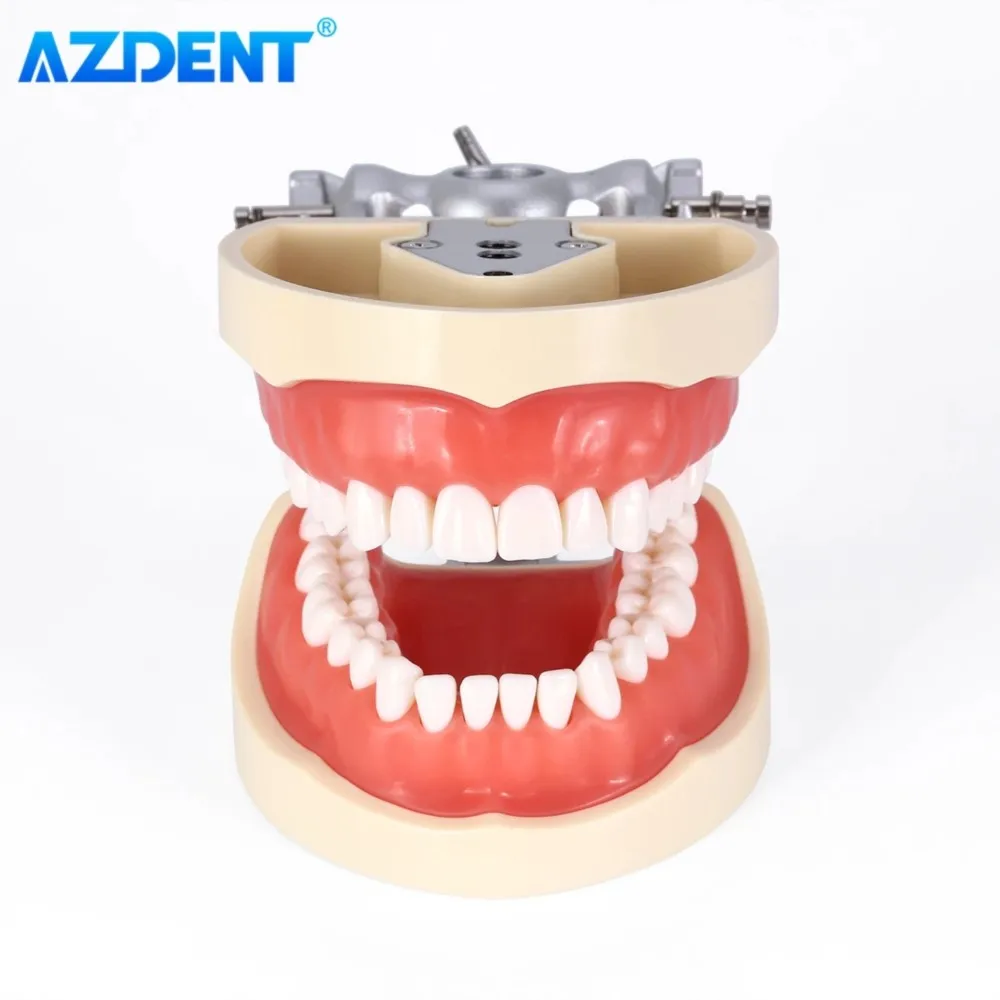 

AZDENT Dental Teeth Model 32pcs Removable Teeth Standard Study Teaching Typodont Demonstration Model Dentistry Clinic Dentists