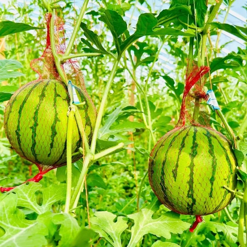 100pc Reusable Garden Watermelon Plastic Netting Fruit Vegetable Greenhouse Planting Thicken Mesh Bag Durable Gardening Supplies