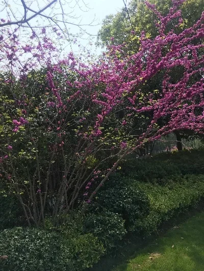 

TRX4M Metal Front Bumpers and Electric Winch for 1/18 RC Crawler Car TrxsTRX4-M Defender Upgrade Parts