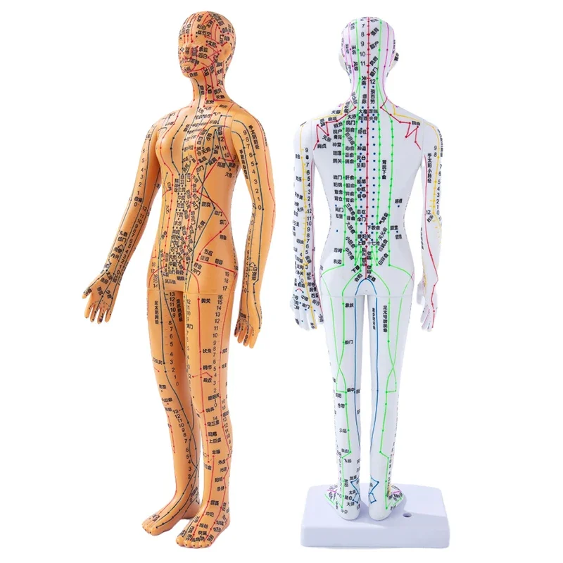 Female Male Acupuncture Model 35cm with Chinese Points & Base PVC Human Body Acupuncture Model Acupuncture Point Model DIY