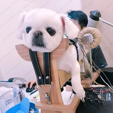 الوخز بالإبر والكى السرير الحيوان باودينغ رف تعادل تربية الرف مشلول الكلب حقن إعادة التأهيل العصب