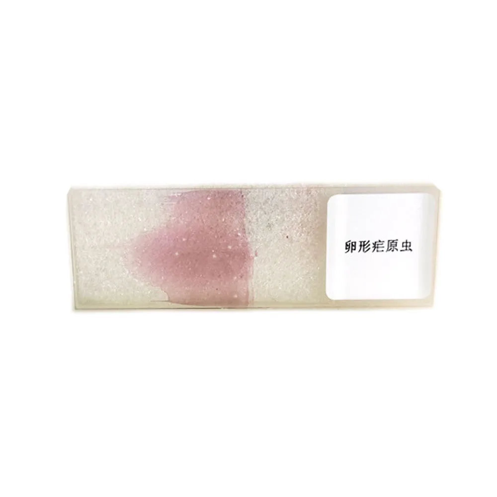 1 Piece Plasmodium Ovale Blood Smear Prepared Slides for Parasitology Slide Sale