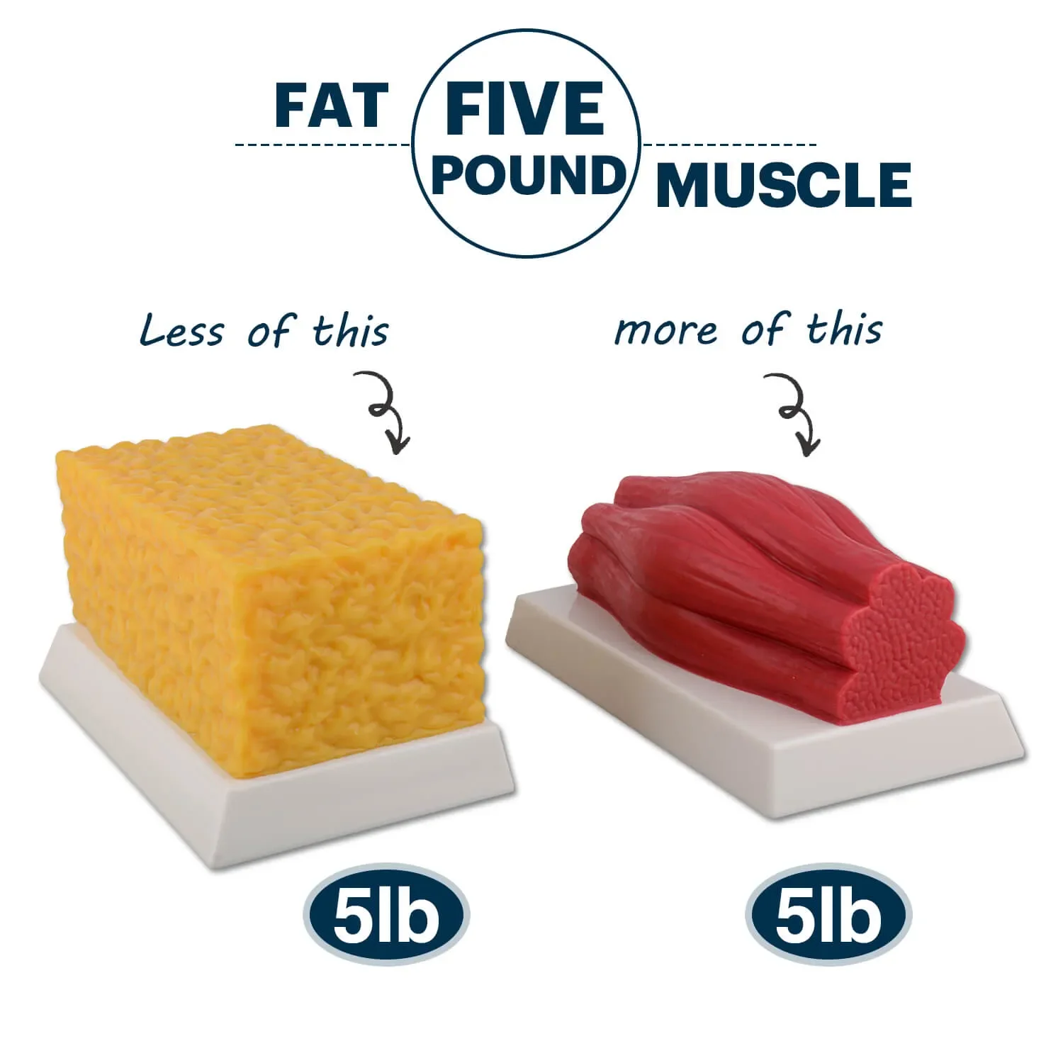 

5 lbs Body Fat Replica Visual Reminder and Motivation
