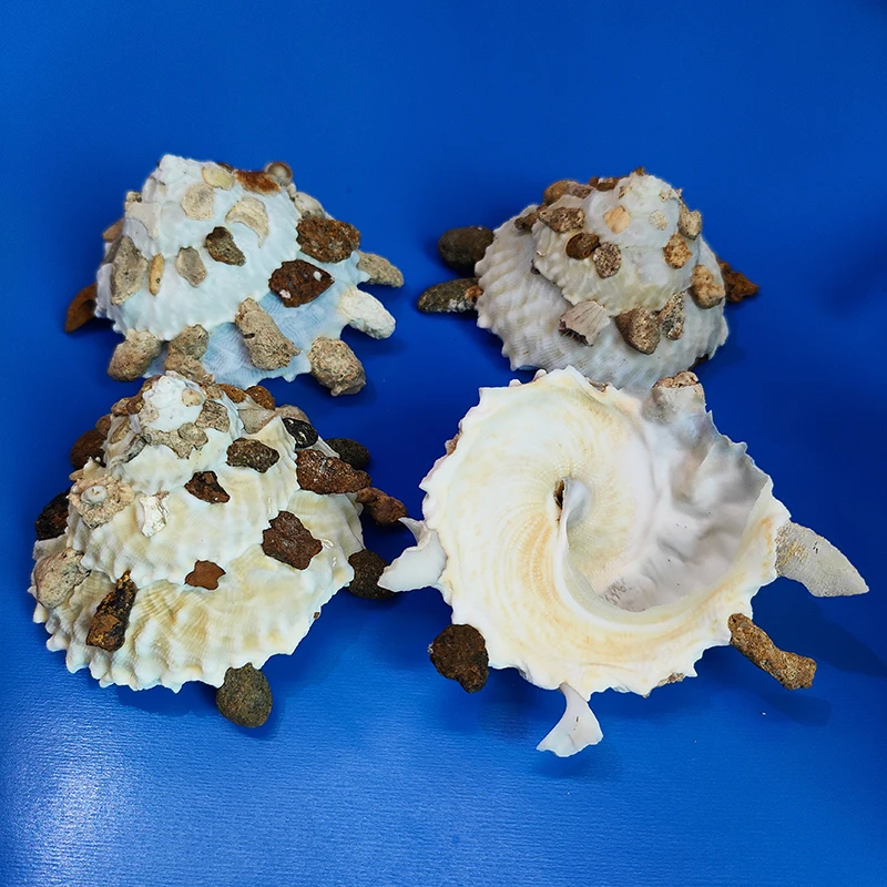 Genuine Xenophora Pallidula (Pallid Carrier Shell) - Natural Sea Conch for Home Decor, Beach Collection & Fish Tank Decorations