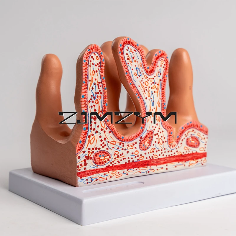 

1PC Intestinal Villi Model Human Intestinal Villi Tissue Model Anatomic Model