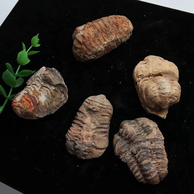 Stereoscopic Trilobite Fossil Cryptocephalon Protolith Moroccan Cephalothorax Paleontological Marine Fossil Teaching Specimen