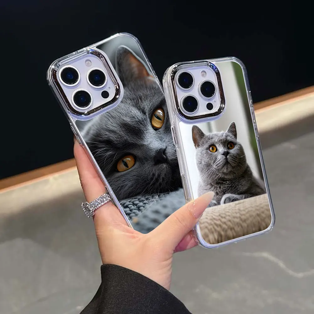 Cute British Shorth…