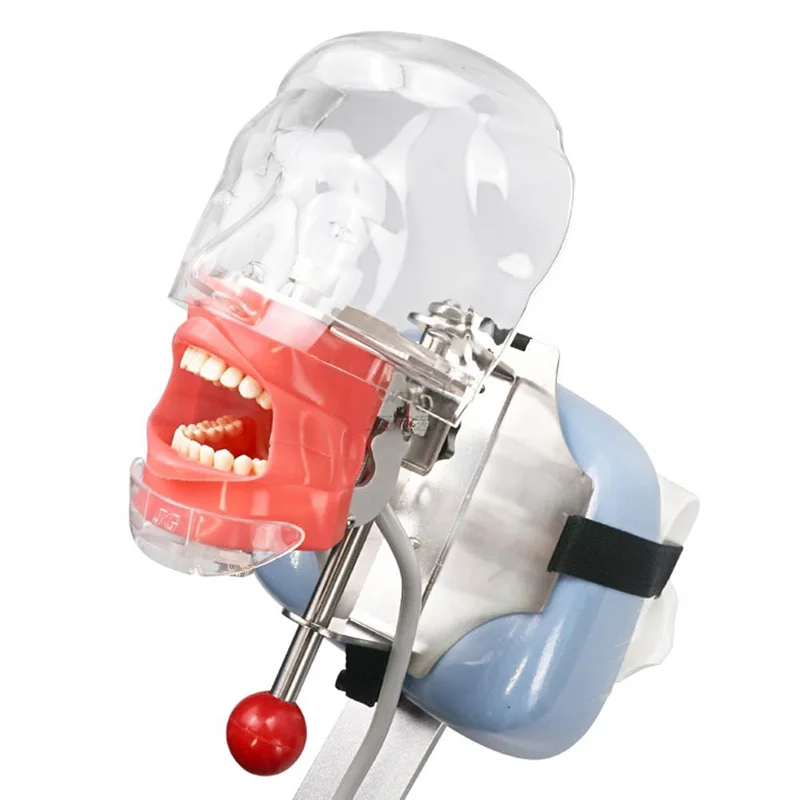 

A47F- Simulator Mannequin-Head, Teaching-Head Model Fix On Chair With Removable Teeth, Typodont Teeth Model