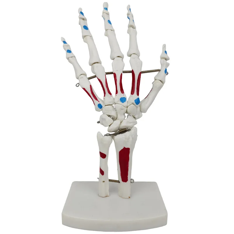 Hand joint band muscle coloring model human hand joint ankle joint simulation model