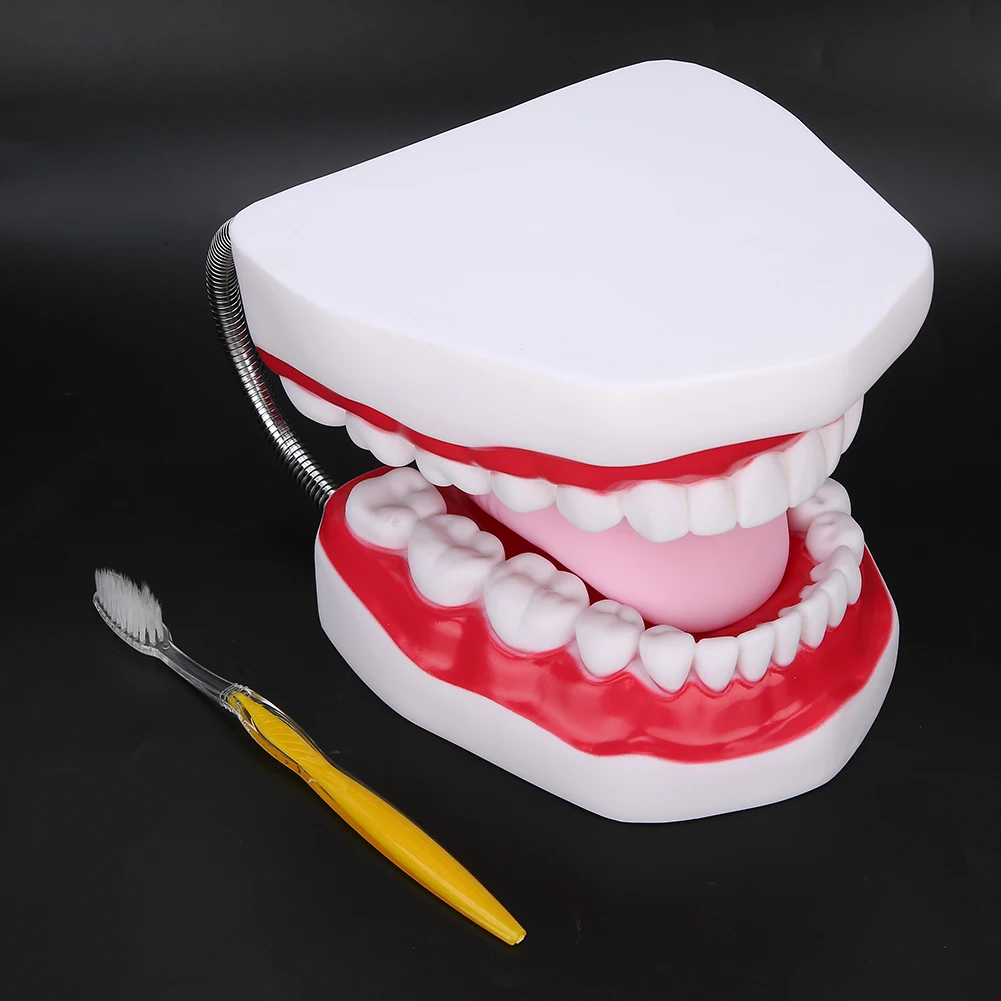 Dental Teeth Model Demonstration Teaching Teeth Model for Hospital Kindergarten