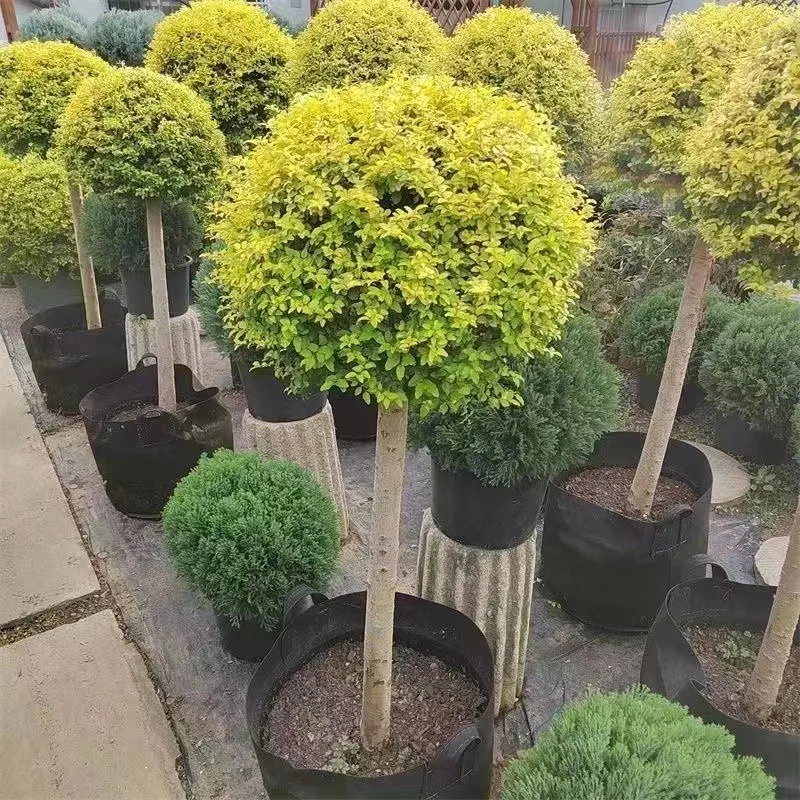 نبات المناظر الطبيعية لمرآة الزهور اللامعة المقاومة للحرارة والبرودة من ليمون لايت للحديقة