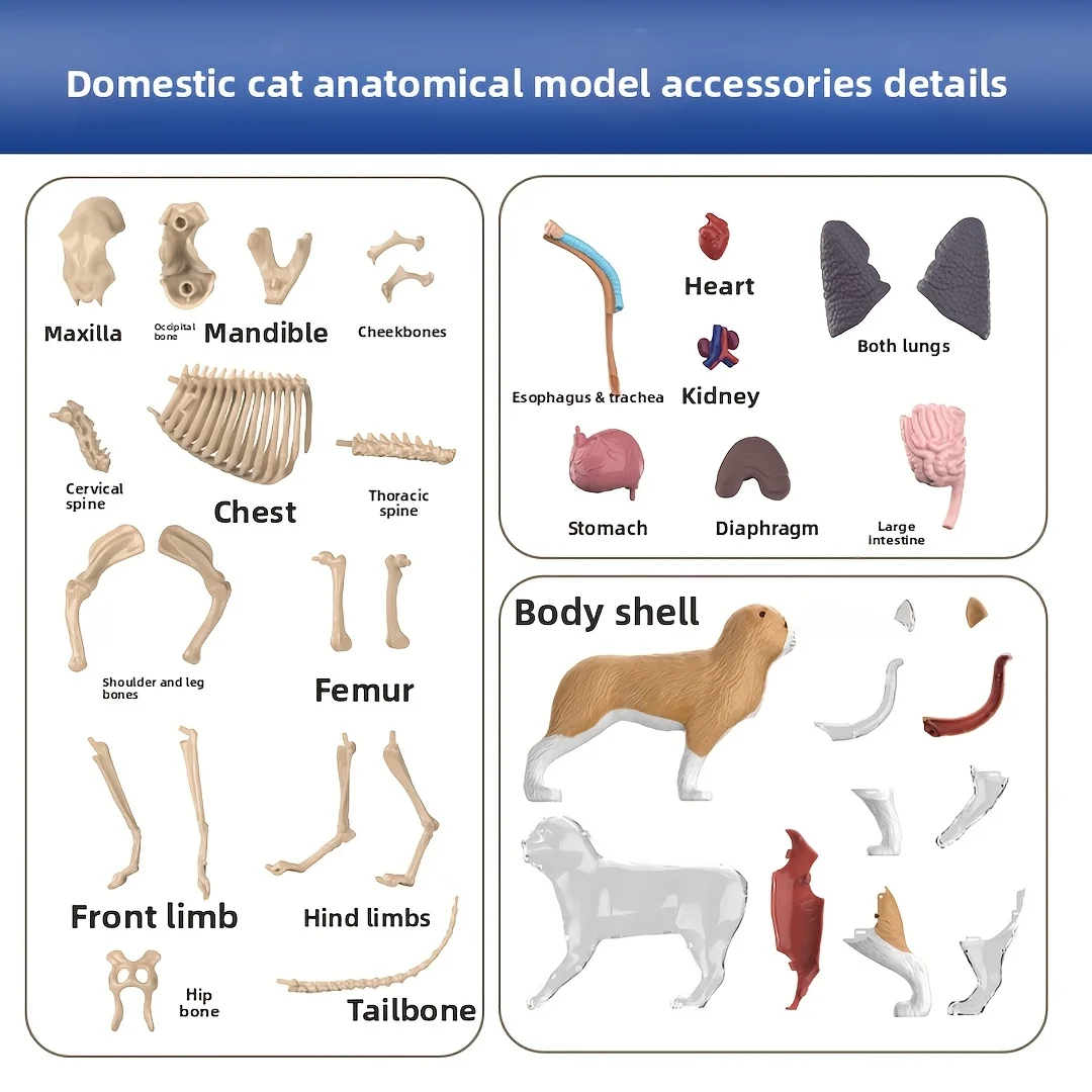 35 Pieces Cat Anatomy Assemble Model With Detailed Skeleton Internal Organs For Biology Student Homeschool Veterinary Learning