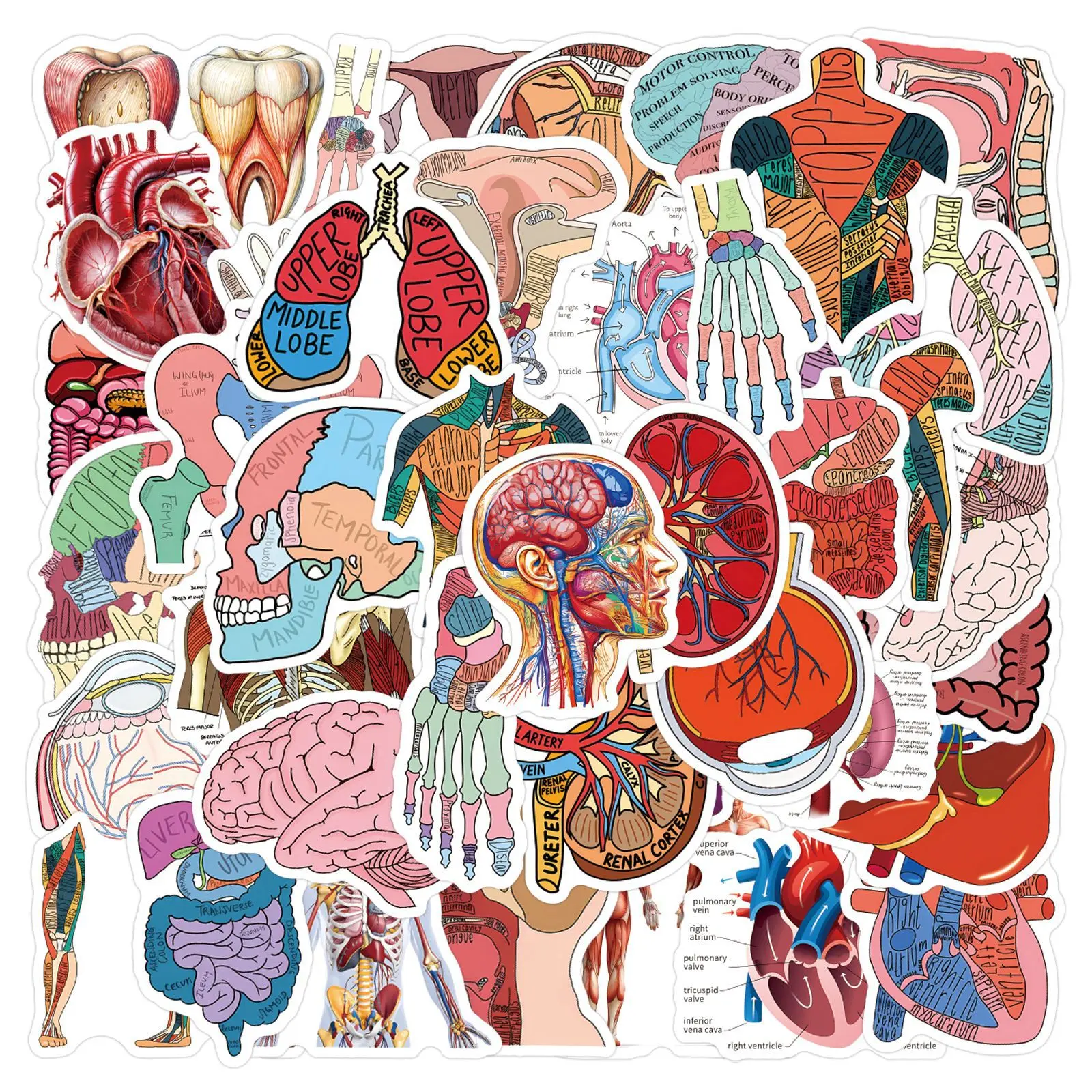 60PCS Medical Research Human Anatomy Stickers Waterproof Cartoon Skeleton Graffiti Decoration DIY Guitar Laptop Bike Phone Toys