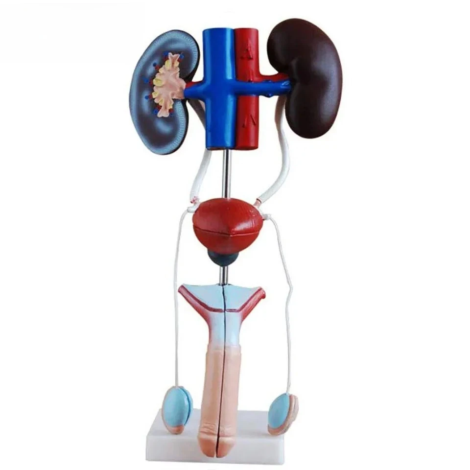 

Advanced PVC medical anatomy model teaching equipment for 2026