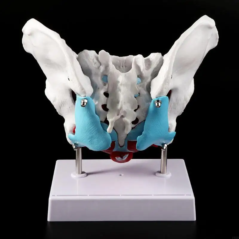 

Female Pelvis Pelvic Floor Muscle Model Uterus Ovary Muscle Teaching Resources Educational Supplies Removable