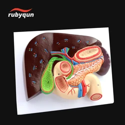 Adult Human Liver Pancreas Duodenum Spleen Anatomy Pancreatic Model Medical Science Teaching Resources Toys Educational Kit Set