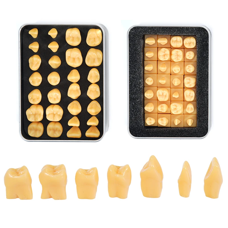 28pcs Carving Model 1.2 Times 2 Times Oral Model Dental Teaching Comparison Model with Base Teeth Maxillofacial Anatomy Teeth