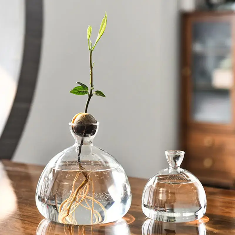 Vaso per iniziale di semi di avocado Vaso in vetro trasparente per piante in crescita Kit per la coltivazione di semi di vetro per gli amanti del