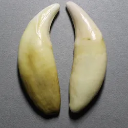 Tibet Fang Bone Amulet Penants for Man 47mm 49mm 50mm More 55mm Original Color Tusk TBP584-5