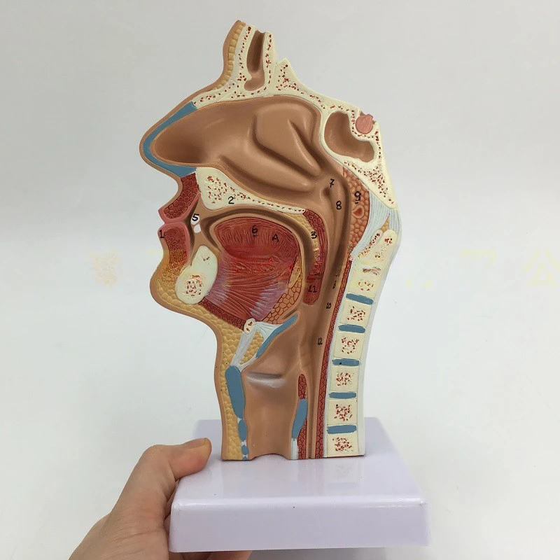 Modelo anatomia nasal humana, modelo anatomia, cavidade nasal
