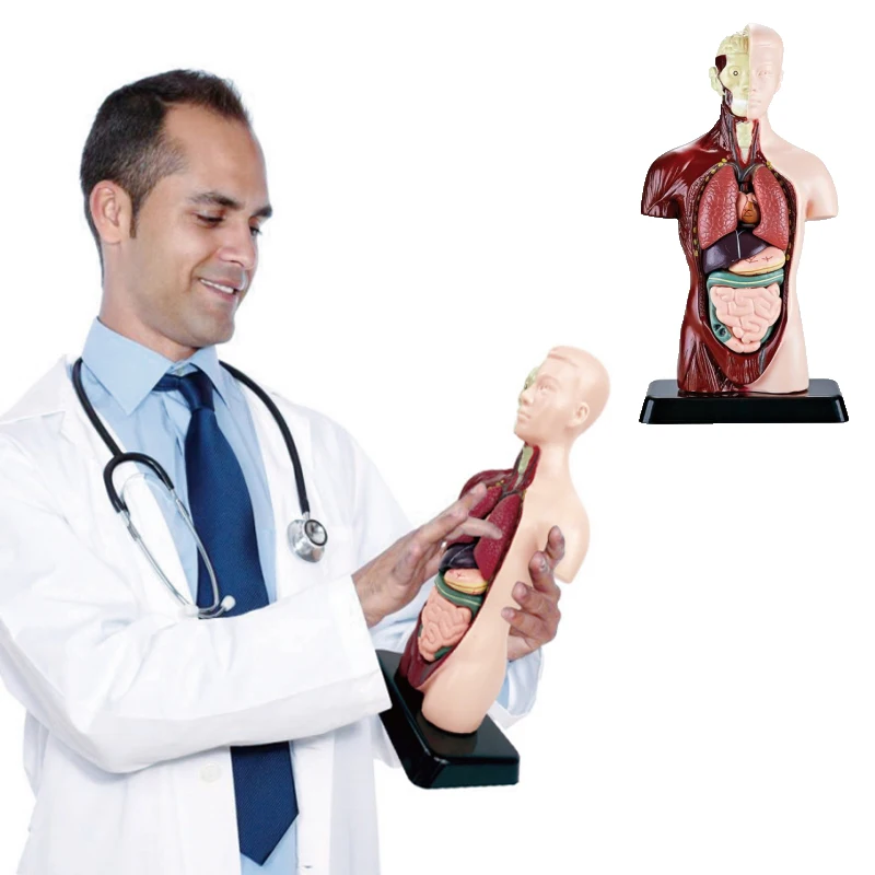 3D anatomia umana organo sussidi didattici Torso modello simulazione modello del corpo umano Set bambini apprendimento precoce giocattoli educativi