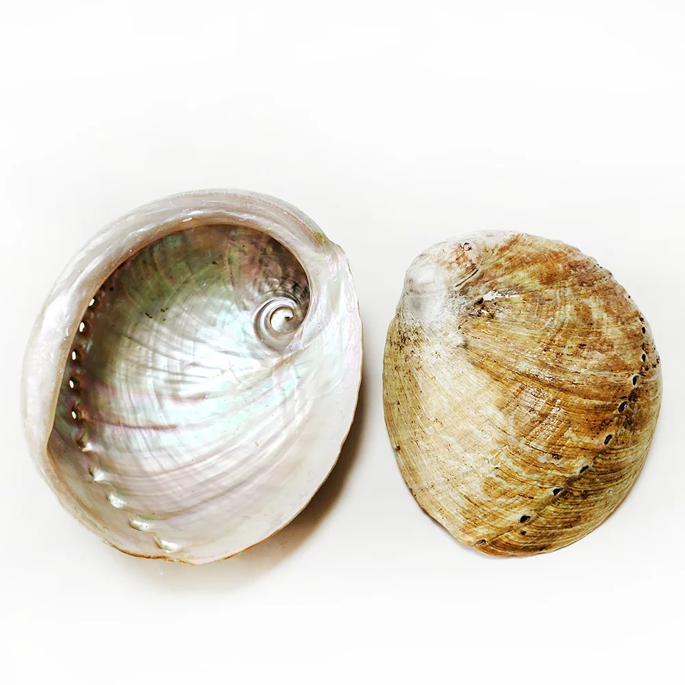 13-14 CM Large Abalone Shell Bowl Natural Bulk (Pāua) Abalone Shell Smudge Bowl Incense Burner for Sage Burning Home Décor