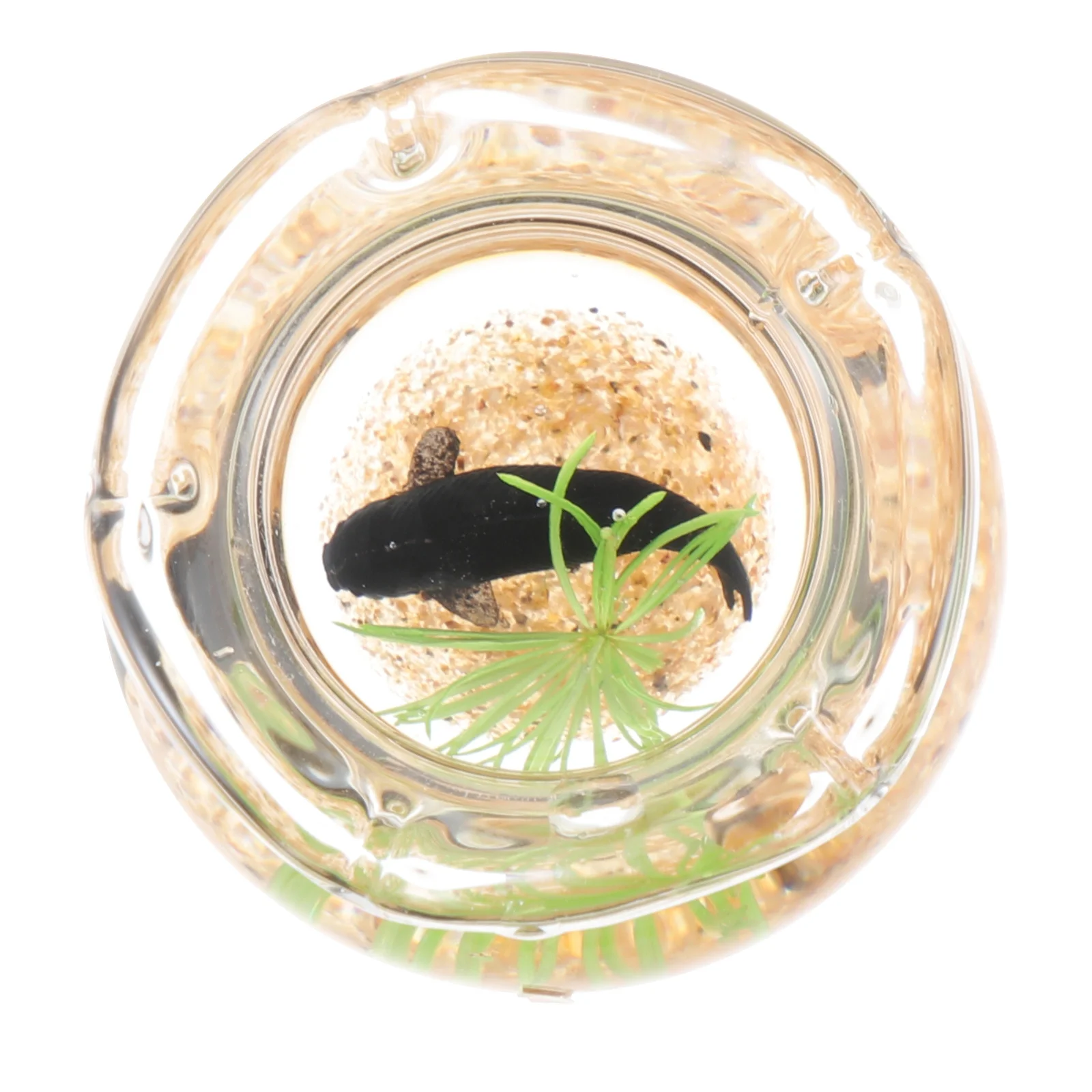 Décoration de maison Miniature, réservoir de poisson rouge, accessoires de maison de poupée, petits accessoires d'aquarium