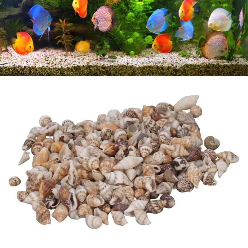 1 Lata de Conchas Marinhas Pequenas, Conchas Espirais Naturais Não Porosas para Decoração de Aquário DIY e Garrafa Flutuante