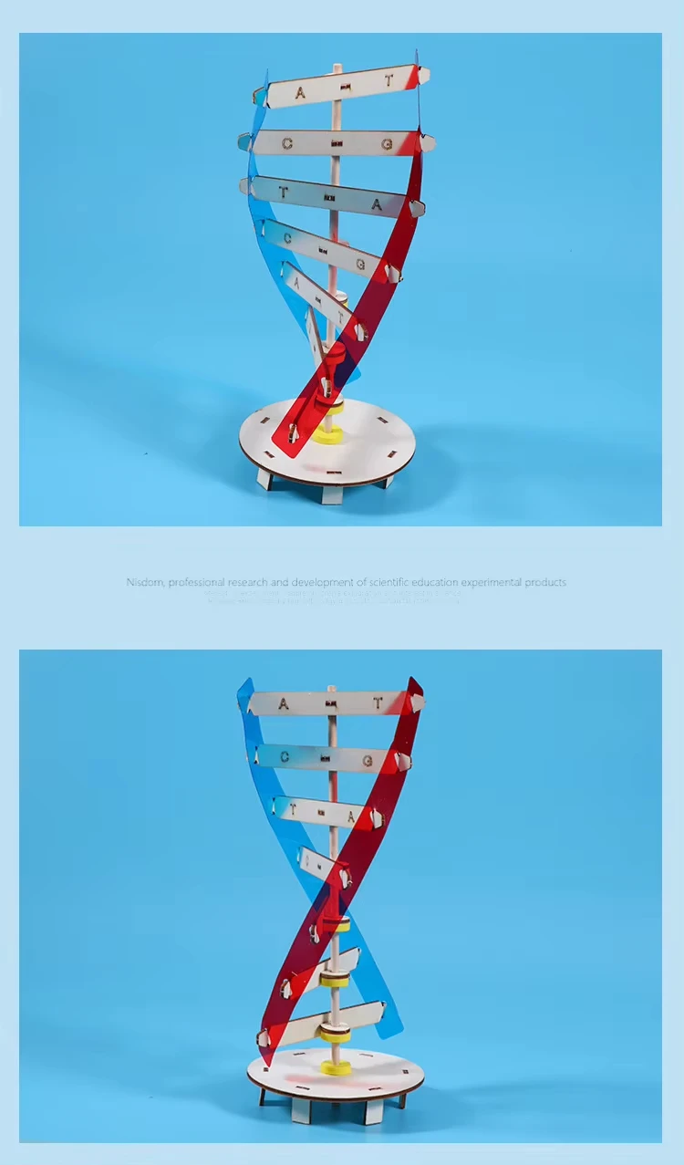 لتقوم بها بنفسك نماذج الحمض النووي البشرية اللولب ألعاب علمية تعميم التدريس تعلم التعليم لعب للأطفال أطفال لعب للتعلم 0 بيع ب