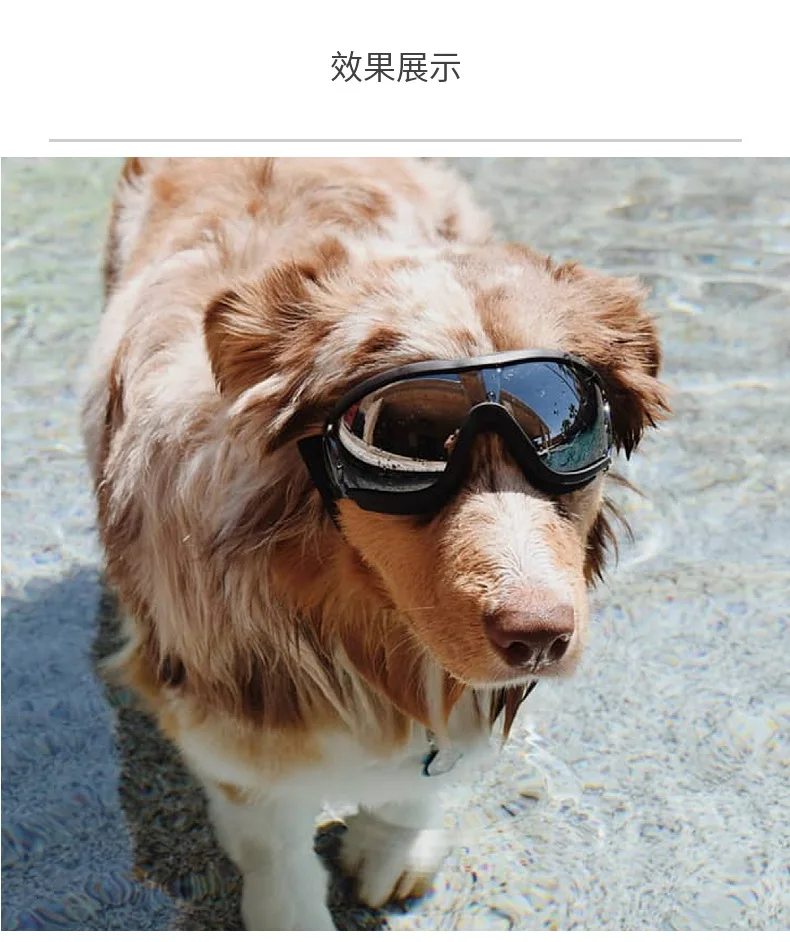Transparente Farbige Hunde-Schutzbrille Wasserdicht Winddicht Sonnenschutz UV-Beständig Große Hundebrille – Detail 13