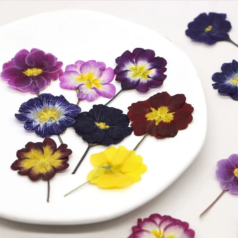 60pcs Pressed Dried Primula vulgaris Hill Flower Herbarium For Resin Epoxy Jewelry Card Bookmark Frame Phone Case Makeup Lamp