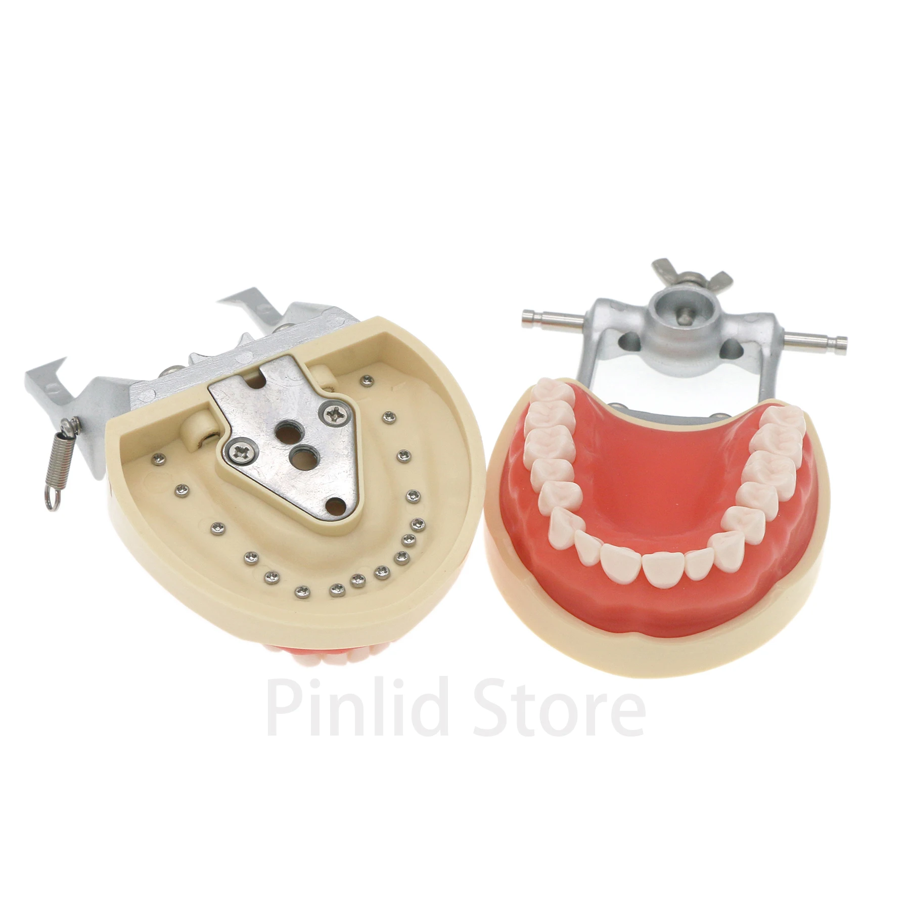 Dental Typodont Model With Removable Screw-in Teeth Kilgore NISSIN 200 Type 8012 32 Teeth