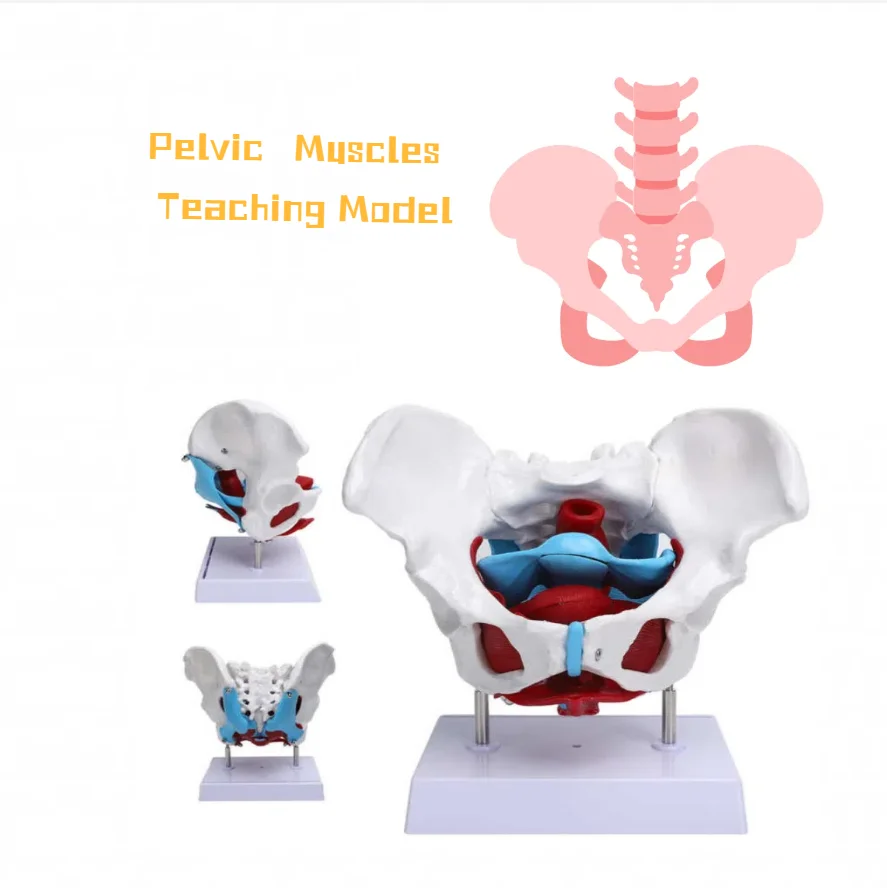 

Removable Pubococcygeal Muscle Anatomical Model Female Pelvis Muscle Anatomy Model Medical Science Teaching Resources Tools