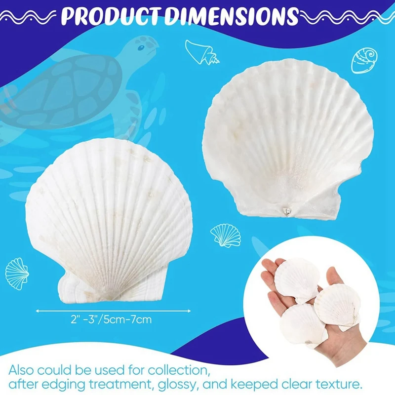 100 Pcs Sea Shell For Crafting Natural Large Scallop Shells White Oyster Shells Bulk For Decorating DIY Home Beach