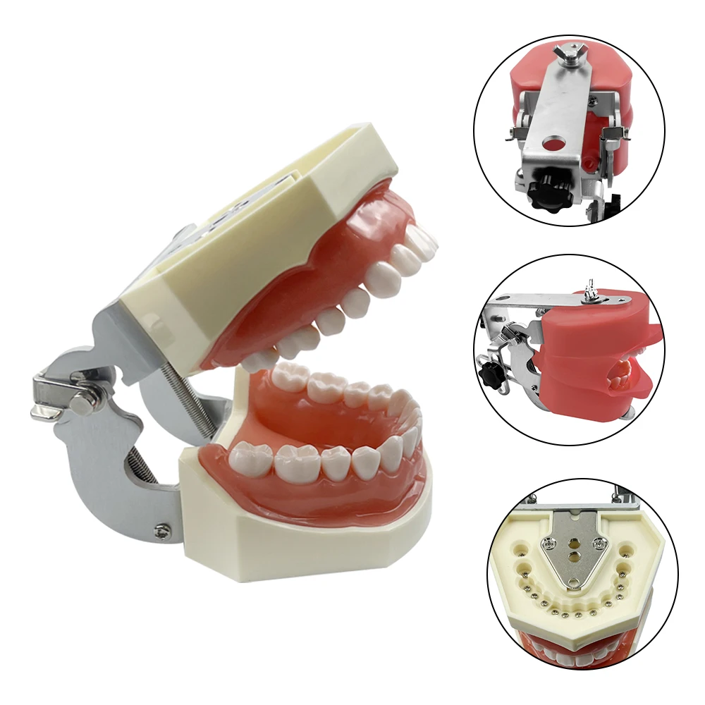 1 Set Dental Simulator Simple Head Model With Stand Base Removable Tooth Model Oral Medicine Student Teaching Training Equipment