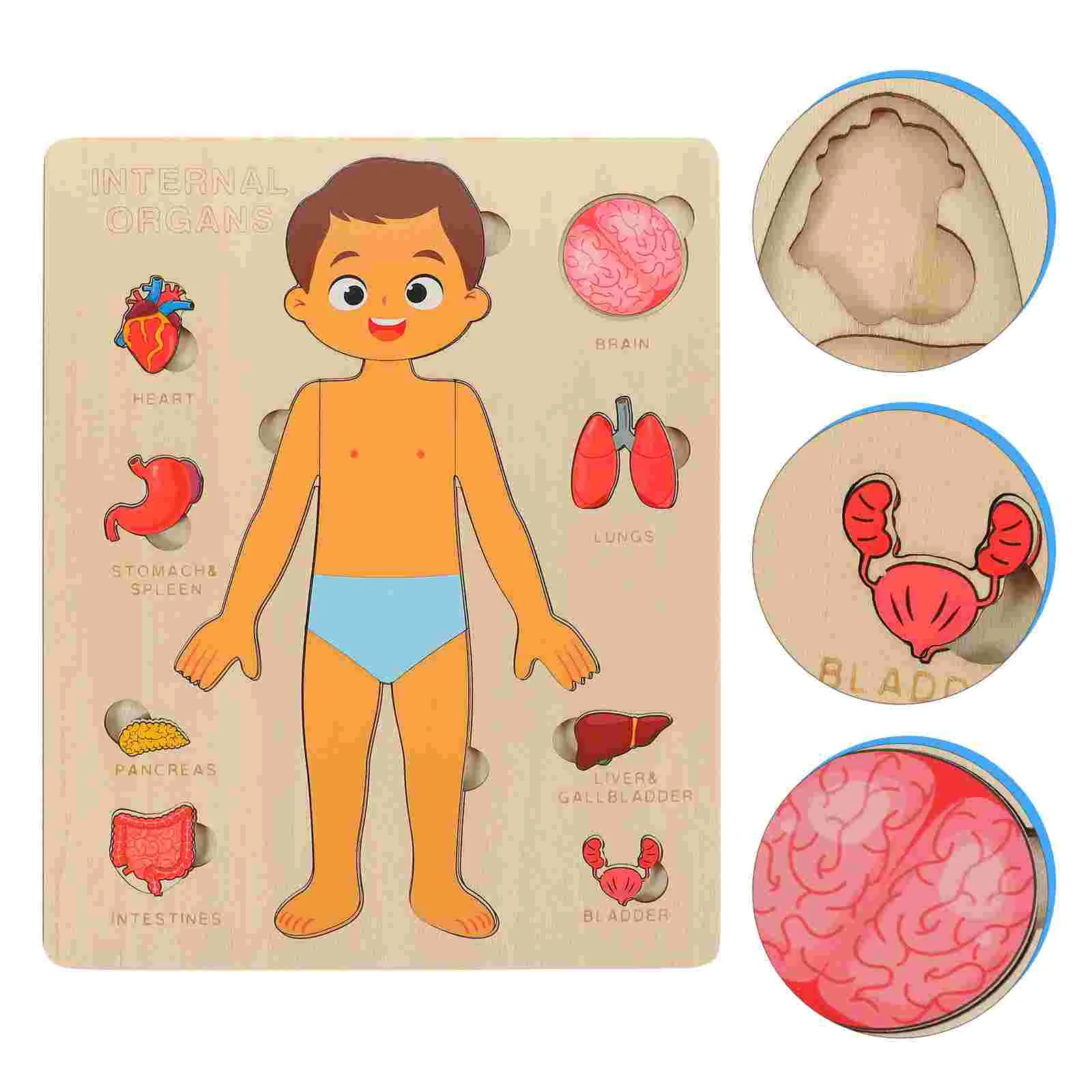 

Human Body Structure Puzzle Early Education Teaching Tool Wood Organs Puzzles Model Cognitive Toy Wooden Children Learning