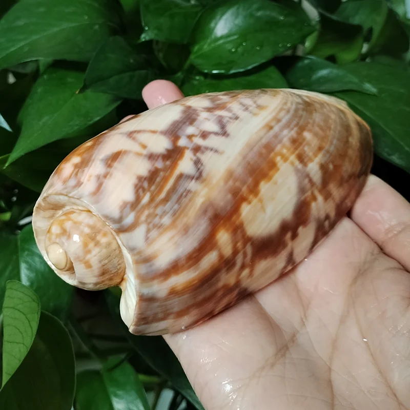 Large Mamorate Volute Shell Natural Cymbium Marmoratum Volutidae Conch Home Decor Beach Decorations Collectibles DIY Theme Party