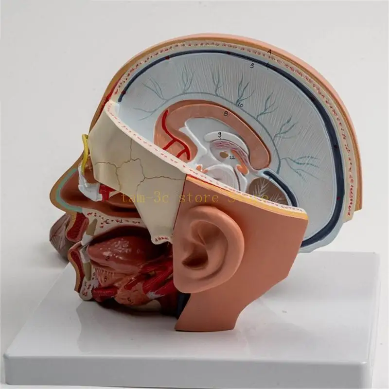 Human Anatomy Model Shows Cerebellums, Brainstem, Eyeball, Human Anatomical Model for Lecture Report