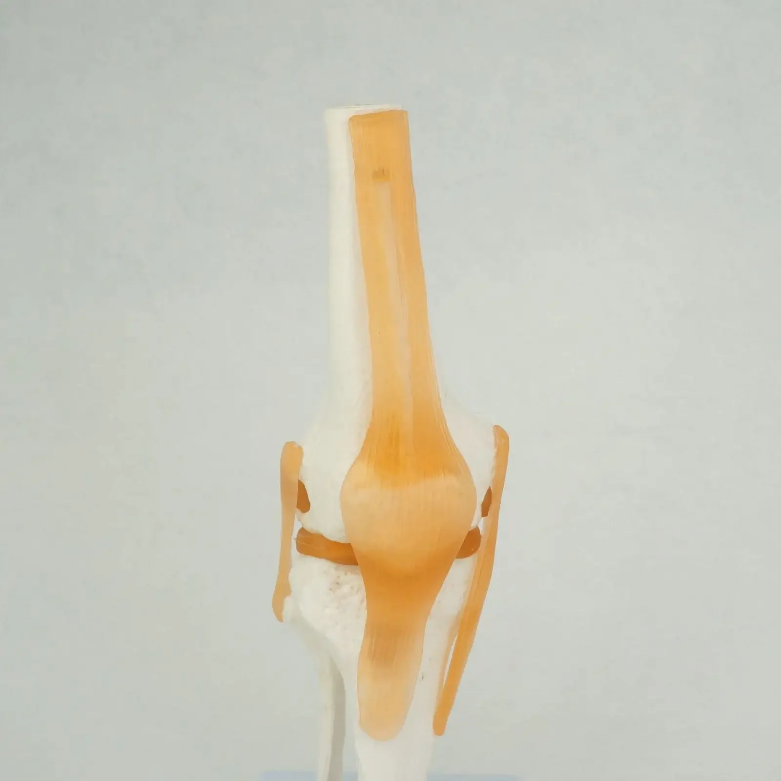 PVC Life Size Knee Joint Anatomical Model Skeleton Human Medical Anatomy for Medical Science Teaching