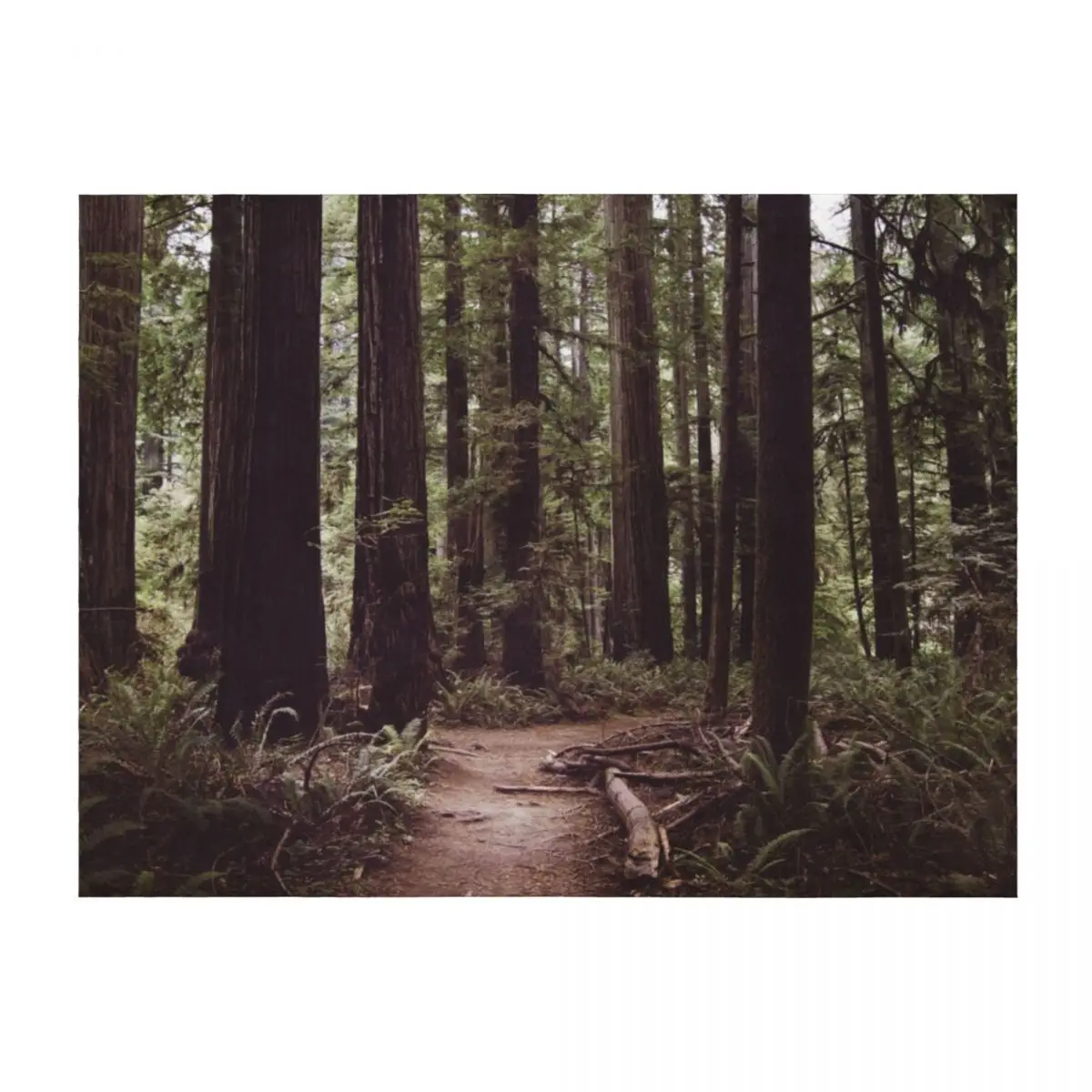 

Redwood Forest Throw Blanket Multi-Purpose funny gift Warm Picnic Blankets