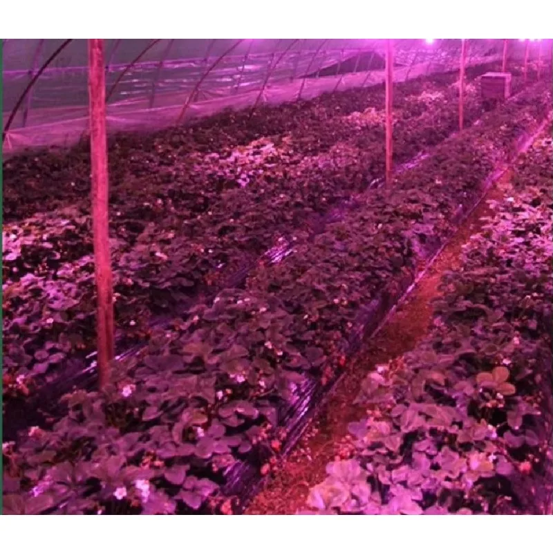 أفضل بيع تنمو صفقة الضوء عالية الجودة الحصاد المائية تزايد أنظمة الضوء LED لنمو النباتات