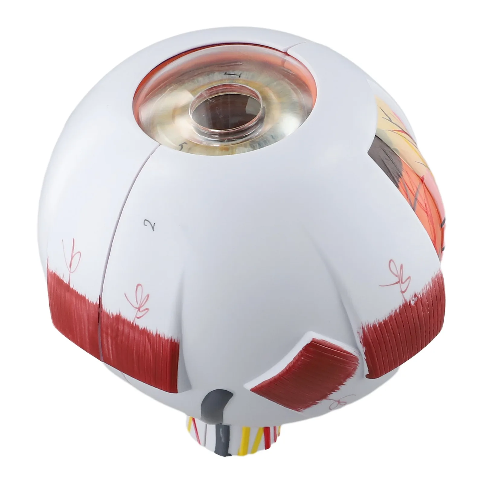 

Detachable Eyeball Model Human Eyeball Model Realistic Eyeball Model Realistic Eyeball Model For Teaching 10cm X 25cm 6x Size