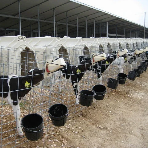 

Cow Hutch to Supply the Comfortable Living Condition for the Livestock of Cattle Cow in Ranch