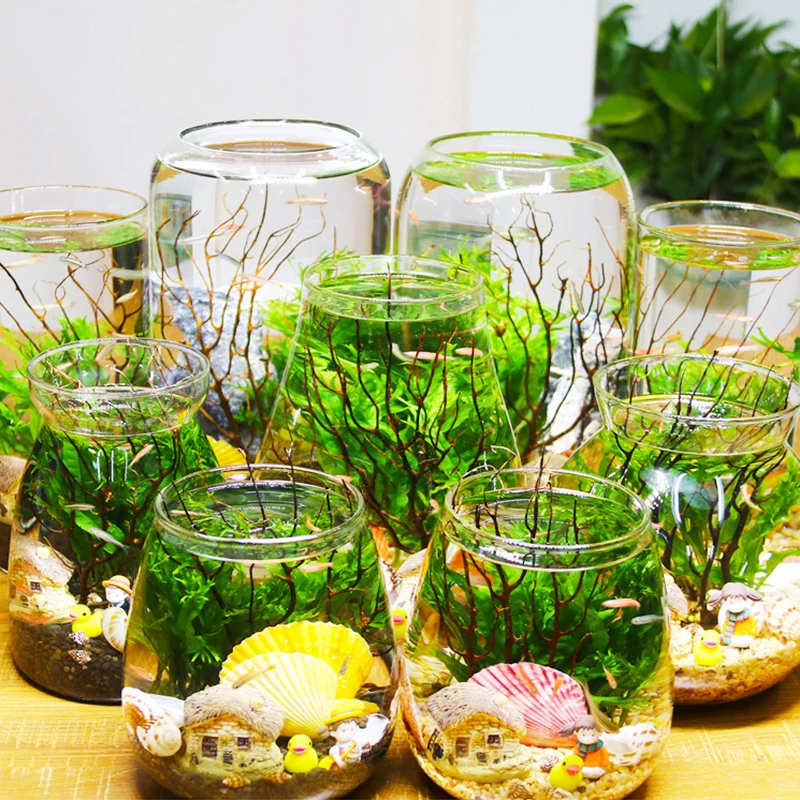 Mini Beta Fish Tank Aquarium Bottles 3