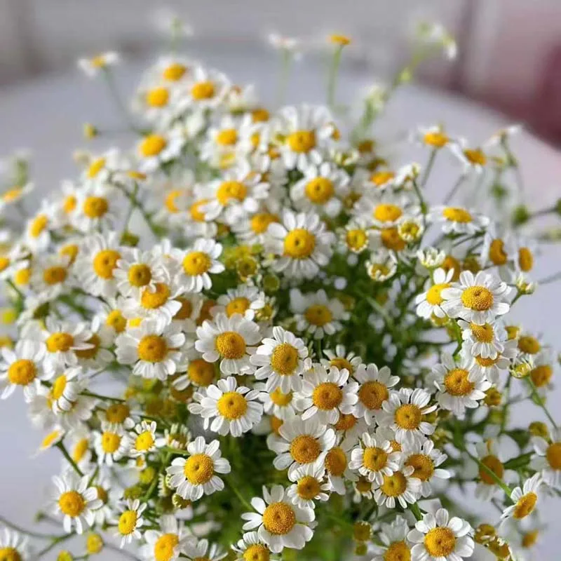 튀김 반죽 트위스트 기계 신형 소형 상업용 반죽 트위스트 기계 자동 바삭한 스낵 트위스트 기계