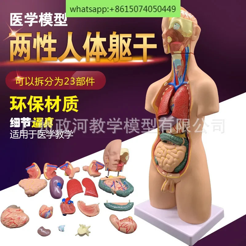 

Gender torso model (19 pieces can be split) human visceral anatomy model 55CM tall organ detachable