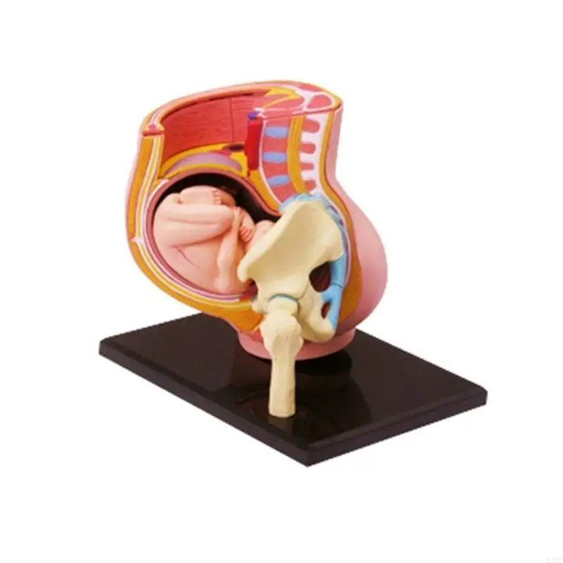 Human Pregnancy Fetal Development 9Th Month Embryonic Pelvic Model Science Toy 