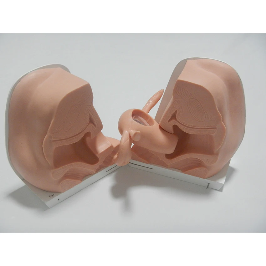 Anatomical section of female genitals, IUD Simulator,Contraception Guidance Model