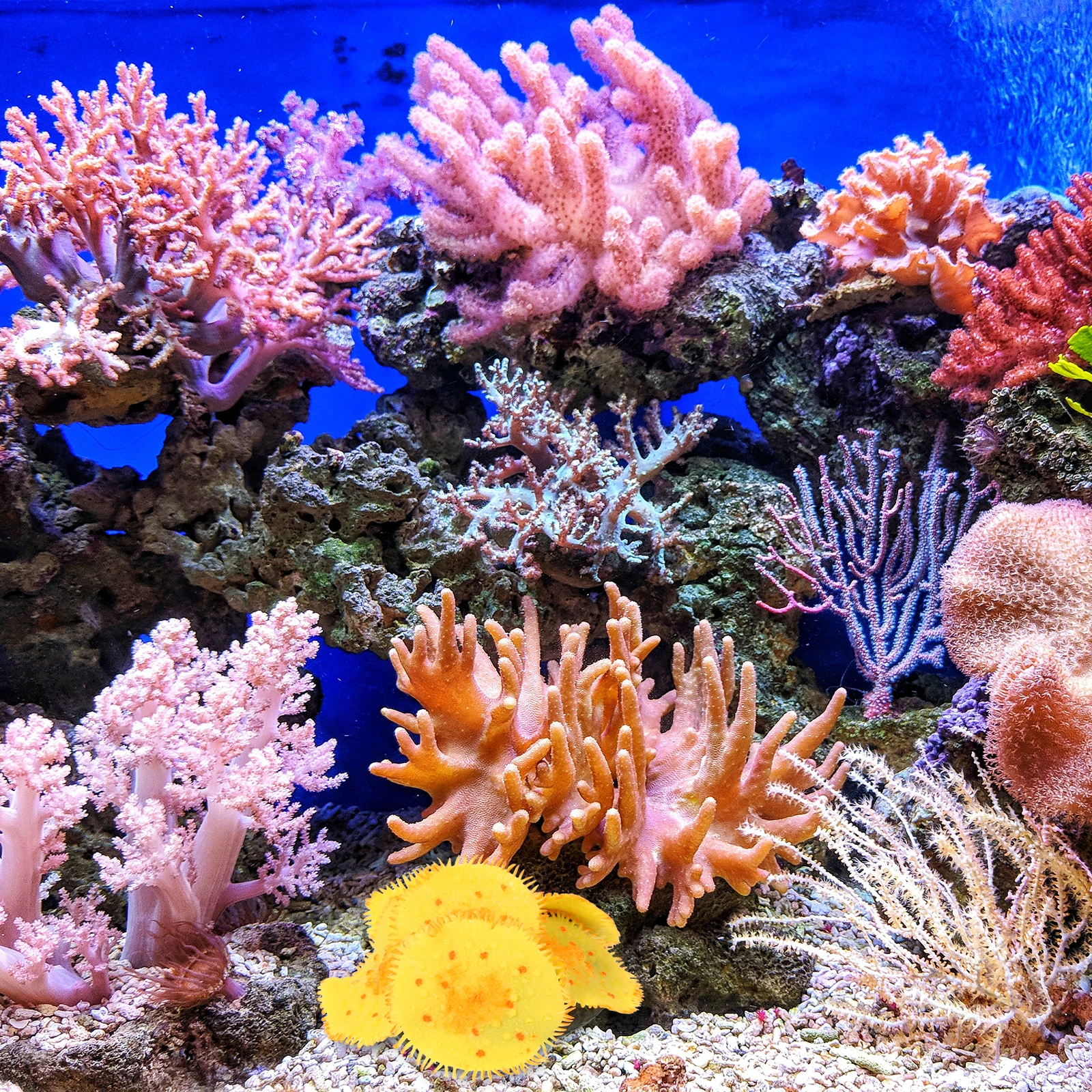 

Silicone Fake Fish Tank Decoration Aquarium Ornament Artificial Coral Sculpture Underwater Landscape Decor Aquarium Coral