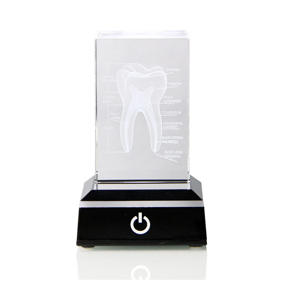 

3D Human Tooth Anatomy Model Sculpture 3D Laser Etched Crystal Tooth Figurine Dental Hygienist Graduation Gifts With Base